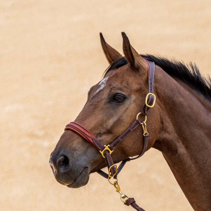 Leather halter